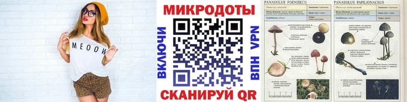 Галлюциногенные грибы Psilocybe Городовиковск